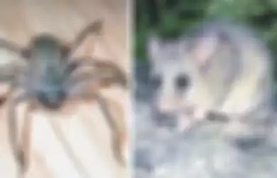 Laba-laba pemburu (kiri), possum (kanan)
