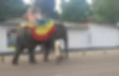 Digunakan untuk Wisatawan yang Ingin Berkeliling Jalan, Gajah ini Mati Mengenaskan