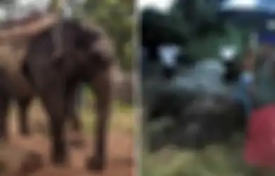 Digunakan Wisatawan untuk 'Bersenang-senang' di Tengah Teriknya Hari, Gajah ini Mati Mengenaskan