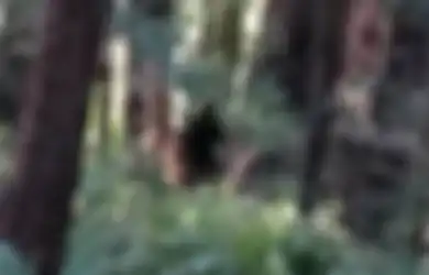 Tingginya Hampir Capai 3 Meter, Makhluk 'Setengah Manusia, Setengah Anjing' Meneror Kota-kota dan Meninggalkan Korban