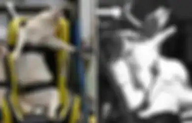 15 Babi Dibiarkan Kelaparan 24 Jam dan Kehausan Sebelum 'Disiksa' Seperti Ini: Kejam, Kuno, dan Tak Dapat Dibenarkan