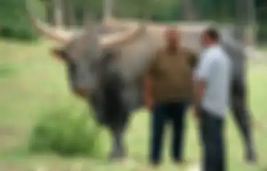 Menghidupkan Kembali Sapi Zaman Batu yang Sudah Punah, Pertanian Ini Juga Diisi Hewan yang Sudah Punah dari Abad 17