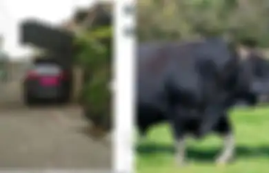 BERITA POPULAR: Aturan Pemilik Mobil Wajib Punya Garasi Hingga Pertanian Ini Diisi Hewan yang Sudah Punah dari Abad 17
