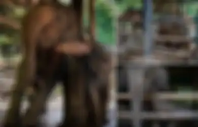 Rekaman Menyedihkan dari Kamp Pelatihan Gajah, Mereka Dikembangbiakan untuk 'Disiksa' Agar Menghasilkan Uang