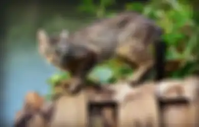 Gara-gara 'Lindungi' Diri Pakai Kucing, Pria Ini Harus Hadapi Hukuman 5 Tahun dan Denda Rp49 Juta