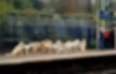 Foto Viral! Sekelompok Anjing Menunggu Kereta di Stasiun, Diduga untuk Foto Kalender Tahun 2020