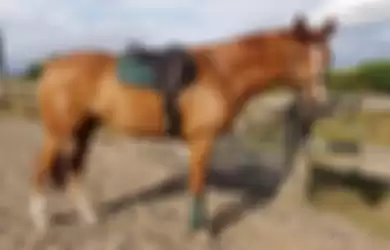 Akibat Ketakutan dengan Kembang Api, Kuda ini Lari dan Menghancurkan Pagar  lalu Terjebak di sana Semalaman