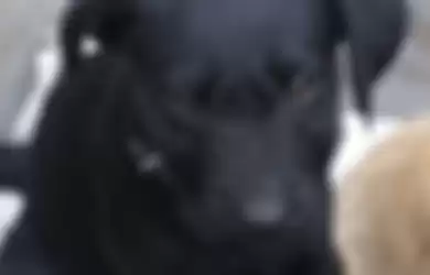 Molly, si terrier yang baru berusia 18 bulan mati setelah menderita serangan jantung selama pertunjukan kembang api.
