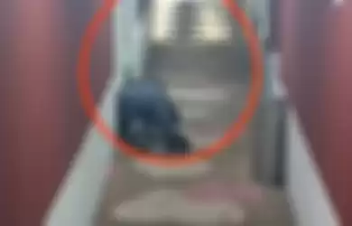 Aji Mumpung! Demi Dapat Video Panas Gratisan, Pria Ini Bolak-balik Jongkok di Depan Kamar Hotel Hingga Tak Sadar Aksinya Terekam CCTV