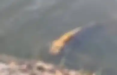 (Video) Ikan 'Berwajah Manusia' Ini Ditemukan di China: 'Ada yang Berani Memakannya?'