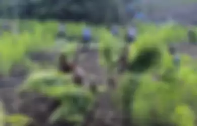 Personel Polisi dari Polres Aceh Besar sedang mengangkat batang ganja yang telah dicabut untuk dimusnahkan dengan dibakar langsung dilokasi, Rabu (06/03/2019). Tanaman ganja yang ditemukan dilahan tak bertuan ini seluas satu hektar diperkirakan telah berusia tiga bulan dengan ketinggian 50 hingga 150 centimeter.