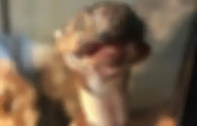 Secara Misterius Kulit Ular Ini Mengering, Mengelupas, Hancur dan Membuatnya Jadi Mumi Kurus, Ternyata Terjangkiti Penyakit Ini, Bisa Tulari Manusia?