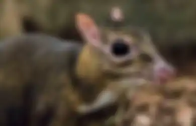 Mirip Tikus Tapi Kakinya Panjang, Hewan Ini Ditemukan Kembali Setelah 30 Tahun Dinyatakan Punah