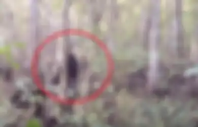 Kerjaannya Mengintai Manusia dari Dalam Hutan Rimba, Inilah Asal Mula Bagaimana 'Makhluk Primitif Berbahaya' Ini Bisa Menarik Perhatian Dunia