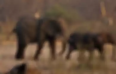 Zimbabwe Alami Kekeringan Akibat Elnino, 200 Gajah Mati, 600 Gajah Lain Terancam