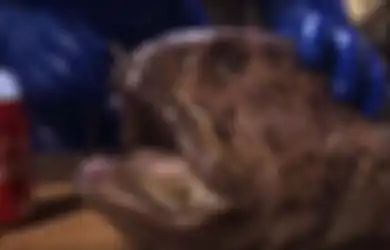 (Video) Meski Kepalanya Sudah Terpotong dari Tubuh, Nyatanya Spesies yang Mampu Tumbuh Sepanjang 2 Meter Ini Masih Saja Lakukan Gigitan Maut Semengerikan Ini