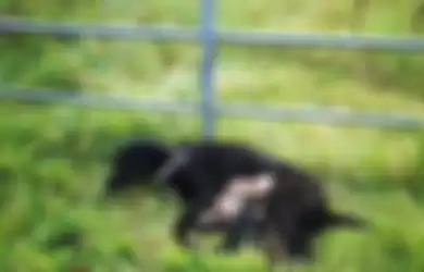 Seekor Anjing dan Enam Anaknya Ditinggal Sendirian di Ladang Kosong