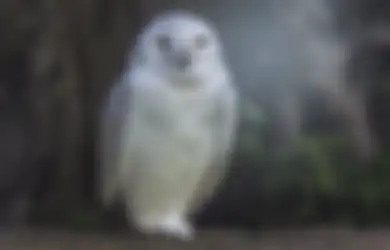 Beredar Video Seram 2 Bayi Burung Hantu, Orang Bilang Mirip Penampakan Alien, Seperti Apa Wujudnya?