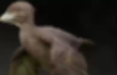 Fosil Berukuran Burung Merpati yang Hidup Sekitar 200 Juta Tahun Lalu Ditemukan di Jepang,