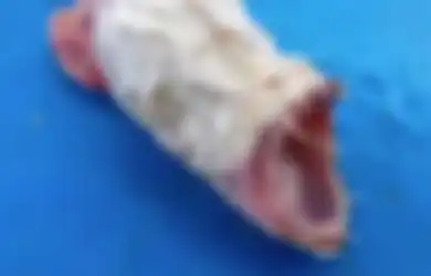 Misteri 'Monster Laut' Tanpa Mata yang Ditemukan, Seperti Keturunan Iblis dan Belut, Tapi Ini Fakta Sesungguhnya