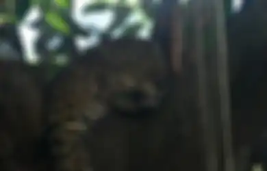 Berlumurn Darah, Petani Kopi Tewas Diterkam Macan Tutul, BKSDA Sumsel Selidiki Penyebabnya