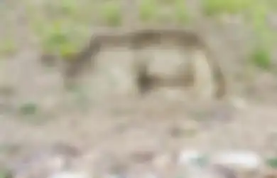 Sungguh Tak Bermoral, Demi Dapatkan Sepeda Motor Pria Ini Nekat Bongkar Makam Orang Tuanya Sendiri Lalu Lakukan Hal Ini dengan Sisa-sisa Jenazahnya