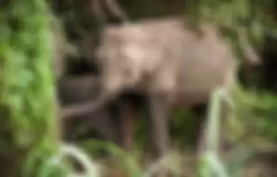 Gajah Kerdil Betina Kembali Ditemukan Mati di Perkebunan, Penyebabnya Karena Keracunan