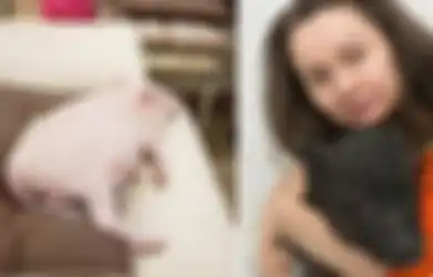 Jadikan 10 Babi Sebagai Hewan Peliharaan Kesayangan, Apartemen Wanita Ini Dituduh Bau Busuk, Tapi Dia Membantah: 'Mereka Hewan yang Sangat Baik'