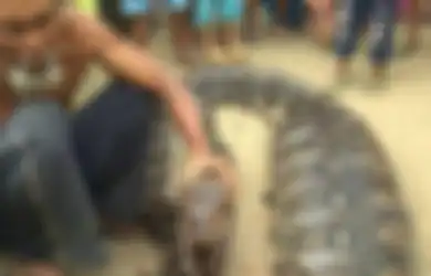 Lihat Ular Piton yang Perutnya Membesar Seperti Habis Memangsa Manusia, Warga Ramai-ramai Membunuhnya, Ternyata Ini yang Ular Tersebut Makan