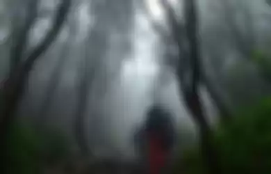 Hutan Gunung Semeru - Jawa Timur