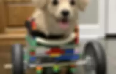 Demi Membantu Anjing yang Tak Memiliki Kaki Depan, Bocah 12 Tahun Ini Buatkan Kursi Roda dari Lego Agar Hewan Itu Bisa Berjalan