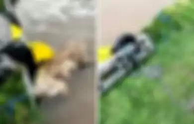 Miris! Anjing yang Sakit Ditikam Dua Kali dan Dirantai oleh Pemiliknya Sebelum Dibuang ke Kanal