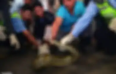 10 Tahun Sembunyi di Eternit Gedung Spa, Ular Piton Sepanjang 4 Meter Ini Akhirnya Ketahuan Gara-Gara Hal Sepele Ini
