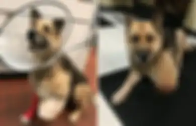 Makan Kakinya Sendiri Demi Bertahan Hidup, Beginilah Kisah Tragis Seekor Anjing yang 'Disiksa' Tanpa Makan, Ditemukan Tulang di Dalam Perutnya