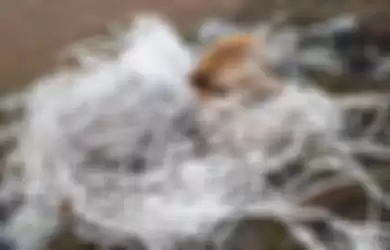 Rusa yang Kelaparan Mati Terlilit Bekas Jaring Plastik untuk Memancing