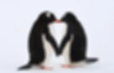 Pasangan Penguin Ini Bertindak Lucu Demi Memiliki Anak, Lihat!