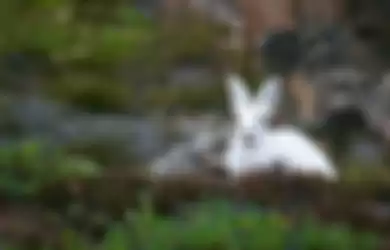 Ilustrasi kelinci putih