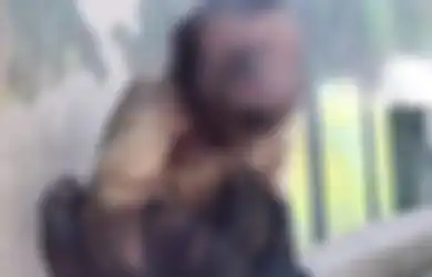 Karena 'Berwajah Manusia,' Monyet Ini Gagal Merayu, Sulit Dapat Pasangan, dan Betah Sendiri Selama 19 Tahun: 'Ia Suka Bermain Lumpur'