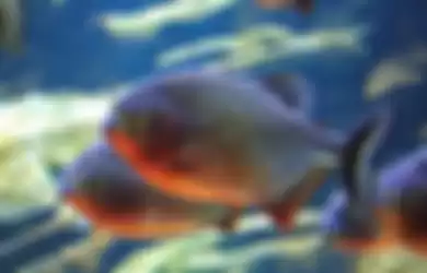 Ikan piranha