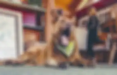 Jalan 6 Km Setiap Hari Selama Lebih dari 12 Tahun, Anjing Ini Senang Keliling Kota, Ternyata Hal Tak Terduga Ini yang Dilakukannya