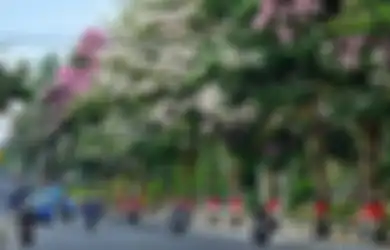 Bermekaran dan Jadi Viral di Magelang, Ini 4 Fakta Bunga Tabebuya, Bunga yang Mirip Sakura di Jepang