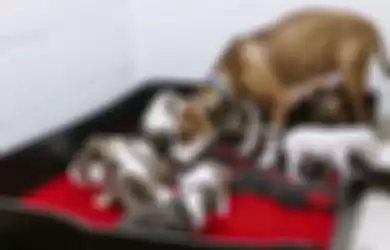Ditemukan Dalam Keadaan Hamil, Beberapa Jam Kemudian, Anjing ini Lahirkan 12 Anak
