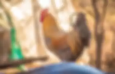 Pelihara Ayam di Rumah Sama dengan 'Pelihara' Bom Waktu Mematikan