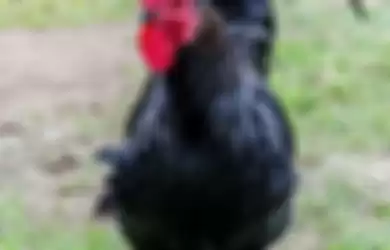 Ilustrasi ayam berwarna hitam