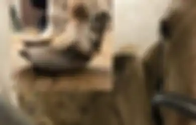Mengerikan, Kuku-kuku Kuda Ini Tumbuh Tebal dan Besar, Kondisi 25 Ekor Kuda Juga Mengenaskan Begini, Apa yang Terjadi?