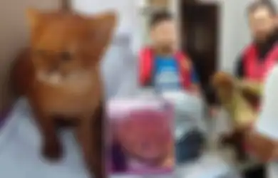 Temukan kucing lucu pria ini tak penyangka ternyata itu hewan berbeda.