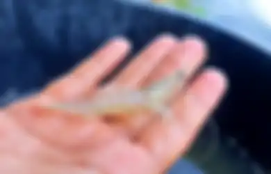 Tak Sengaja Tertusuk Udang Saat Sedang Mencucinya, Tangan Pria Ini Berakhir Mengerikan
