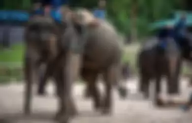 Miris! Mendapat Perlakuan Kejam, Bayi Gajah Berumur 2 Tahun ini Dipaksa Lakukan Trik Sulap Untuk Menarik Wisatawan