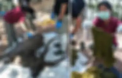 Mati Secara Misterius, Petugas Konservasi Curiga Lalu Bongkar Perut Rusa Ini, Mereka Malah Temukan 7 Kg Benda yang Sering Digunakan Manusia Ini