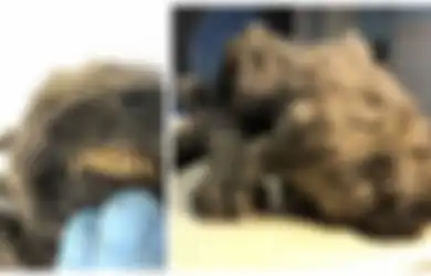 Berusia 18.000 Tahun, Jasad Anak Anjing Ini Ditemukan Masih Utuh Lengkap dengan Gigi yang Tajam dan Kumis